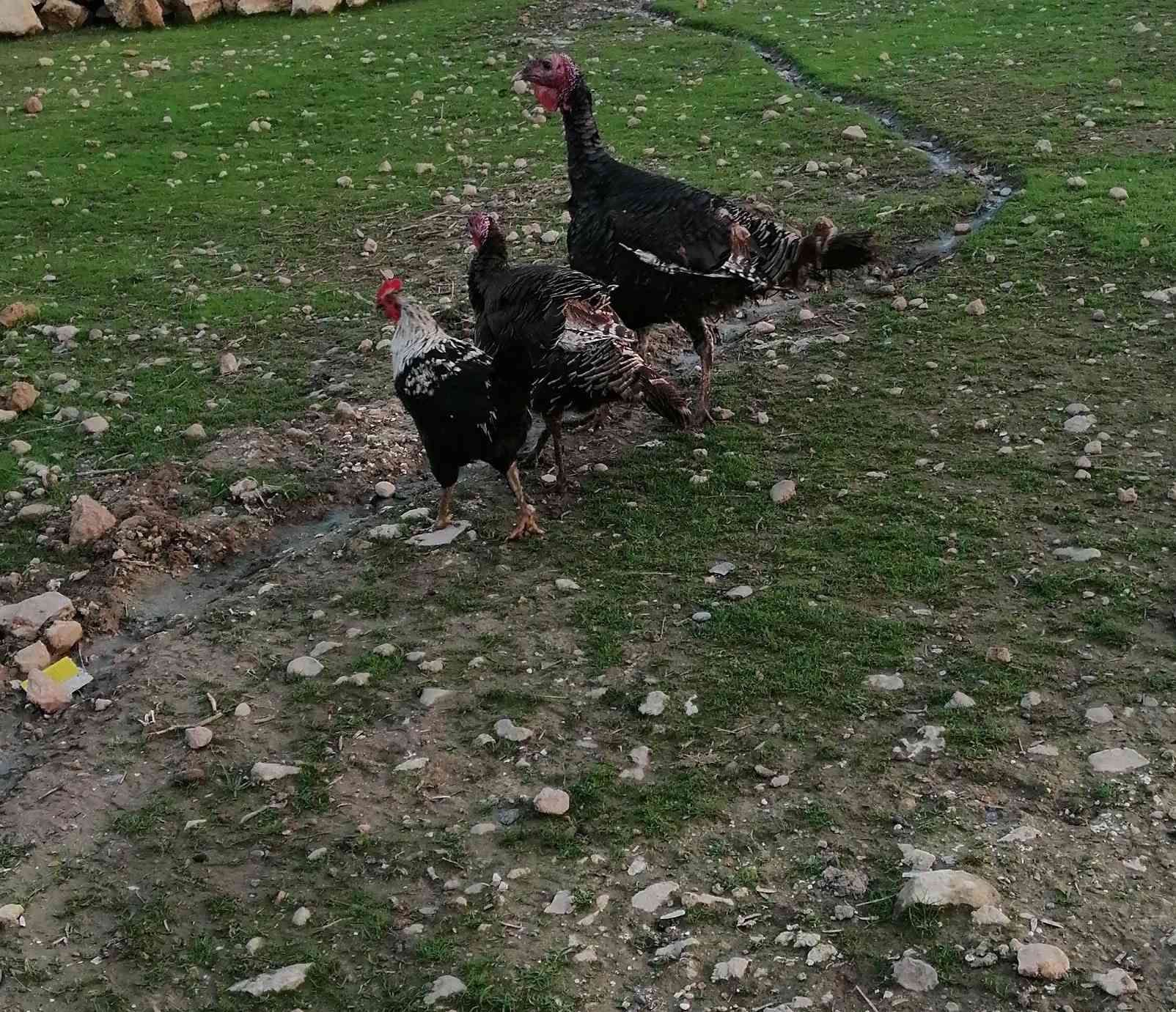 يوجد بصراويات و ديچ عرب
***********
