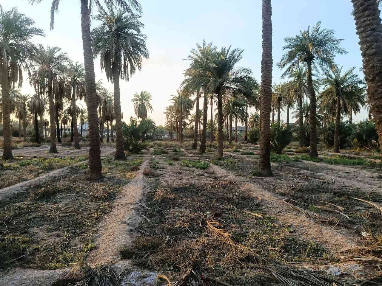 السلام عليكم
بساتين للبيع طابو زراعي سند 25
للئيتفسار ***********
