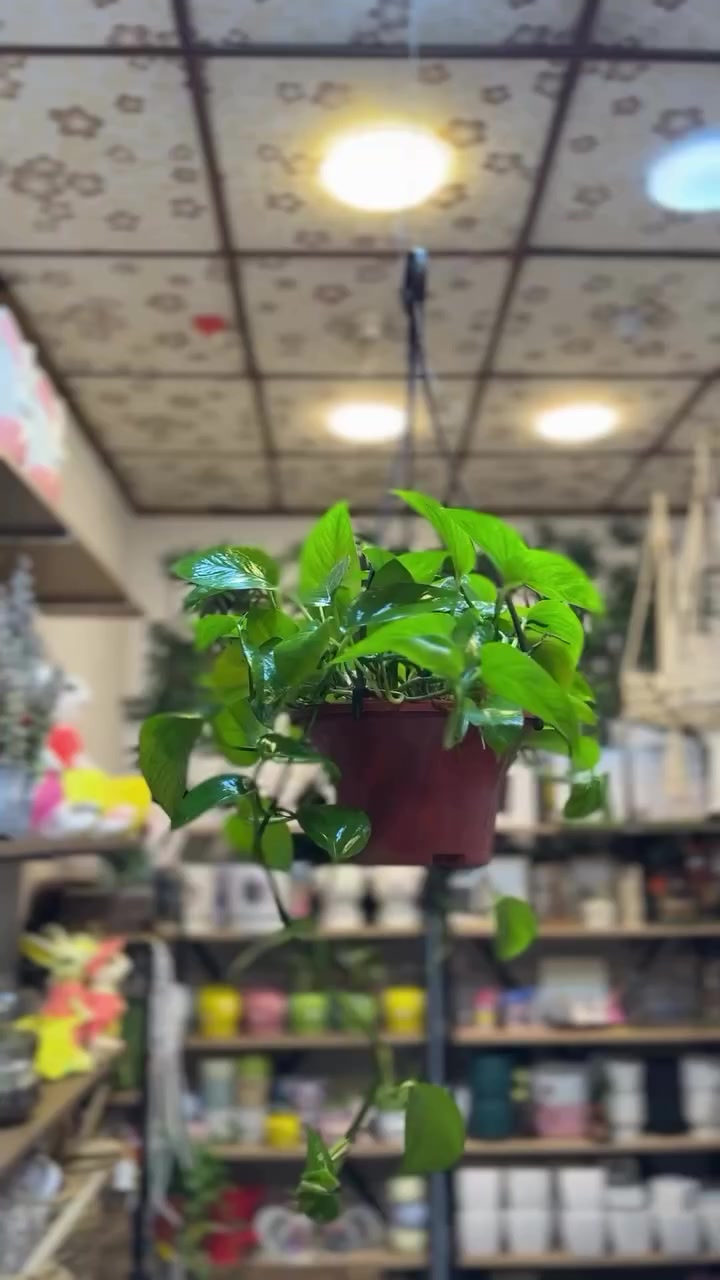 رمضان شهر الخير والبركة 🤍
شهر يقرّبنا من رب العالمين، ويخلينا نتأمل بكل شي حوالينا… بكل نعمة، بكل روح، بكل مخلوق خلقه الله سبحانه وتعالى ✨

ومن أجمل الأشياء اللي ممكن ترافق أيامنا برمضان هي النباتات 🌿
لأنها مخلوق من مخلوقات الله… تسبّح بحمده بصمت، وتعطينا طاقة وراحة وطمأنينة بدون كلام.

لما تكون النبتة موجودة يم سجادتك، أو بزواية بيتك، أو ع السفرة وقت الفطور… تحسي إن المكان أهدأ، أصفى، وأقرب للروح 💚

خلّوا هالرمضان غير…
خلّوا بيوتكم مليانة حياة، خضار، وبركة 🌙✨

رمضان فرصة نرجع نتأمل بجمال خلق الله…
والنباتات جزء جميل من هالجمال 🌿🤍

#رمضان_كريم🌙 #شهر_الخير #بركة_البيت #نباتات #اجواء_رمضانيه


**إذا كنت صاحب هذا الإعلان وتريد حذفه لأي سبب، رجاءا أرسل رسالة إلى الدعم الفني**