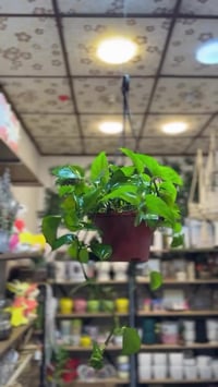 نباتات بيتية • ديكور رمضاني • جو رمضاني