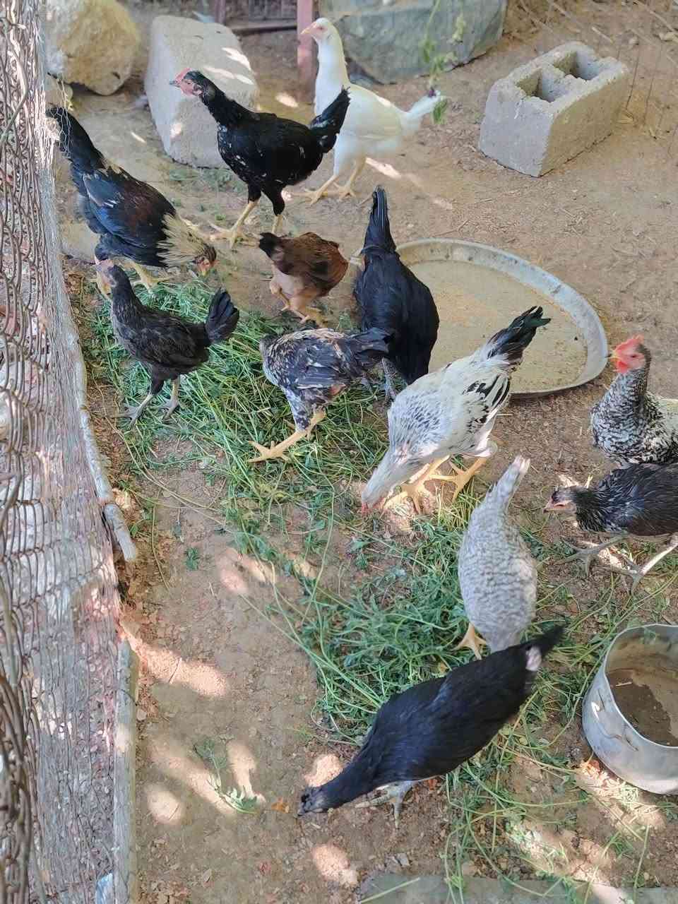 للبيع حلال بيت نظيف على وجه مبياض ألوان حلوه ومرتبه..العدد 25 طير ابيع شلع بيهن ثنين صغار مو وياهن   مكانهن بالعبيدي الشراي يراسلني او يتصل ويدلل... ***********
