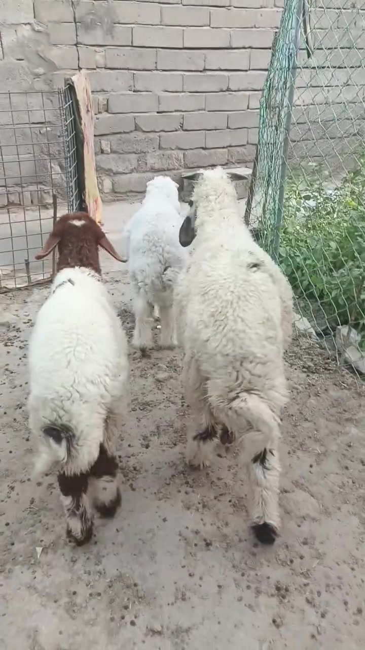يا الله اللهم صلِّ على محمد وآل محمد 🌺طليان ذكوره ثنين وحدنثيه طليان سمان يرهمن كصابه ويرهمن جني سعر الواحد ٢٧٠ بيهن مجال بسيط حك جيه بيعن كلهن سوه سعر  المفرد يختلف مكان ناصريه مركز تصل واتساب ***********
