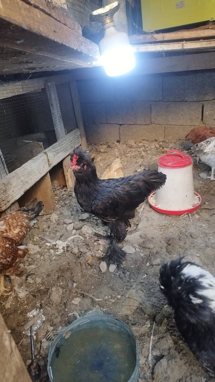 للبيع الزوج ٢٥الف
عنوان بغداد حي الجهاد الديوان 
***********
