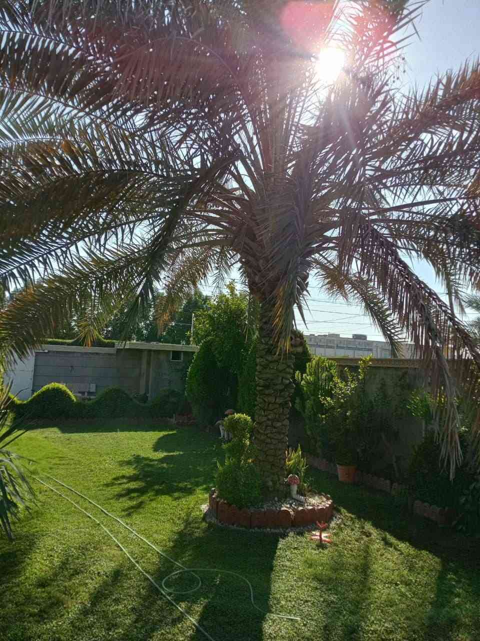 السلام عليكم 
صاعود نخيل 
(تنظيف )(تكريب)( تلقيح) (معالجةالنخيل بالمبيدات )
( ربط نشرات ضوئية )
مثل ما واضح بالصور
للاستفسار اكثر الاتصال على الرقم التالي 
*********** واتساب 
*********** واتساب 

فضلاً وليس أمراً الي يكدر يخلي لايك حتة المنشور يصعد والناس تستفاد منه 
#احمد الجبوري
