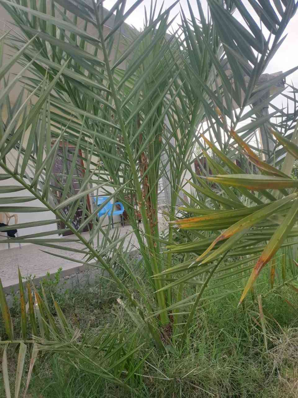 يالله

دونم  ل ملك صرف سند ٢٥ واجه ٣٤ والنزال ٨٠ تقريبا يبعد عن الصويره ١٠ دقائق مجاور بنزيخانه علاء طريق صويره جبله يبعد عن الشارع العام ٥٠٠ متر تقريبا يحتوي على ٥٠ نخله ٣٠ برحي و١٠ مجهول و١٠ أصناف نادره واشجار تفاح حمال واشجار تين واشجار اخرى ودار استراحه حديث البناء ماء مستقل من المشروع الرئيسي خاص بلدونم كهرباء ٣ فيز مع خط مولد محميه صغيره وشلال نقصه بس مسبح 
للاستفسار الاتصال على الرقم ***********
