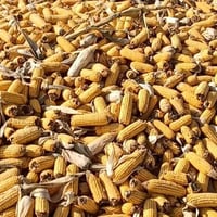 عرانيس • ثلث طن • المعيبدي