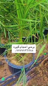 برحي • مرجوحه • ٣ سنوات