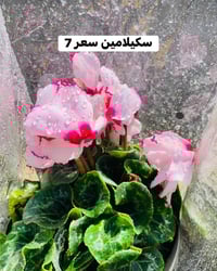 الاسعار • داخل • صور