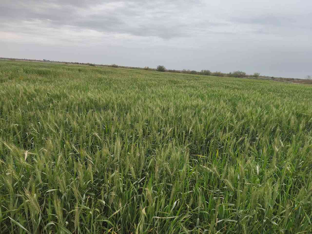 سلام عليكم كاع 20دوم البيع سفحه طريق ابو الماش بيه مطلاع  الستفسار تصال عل رقم ***********5
