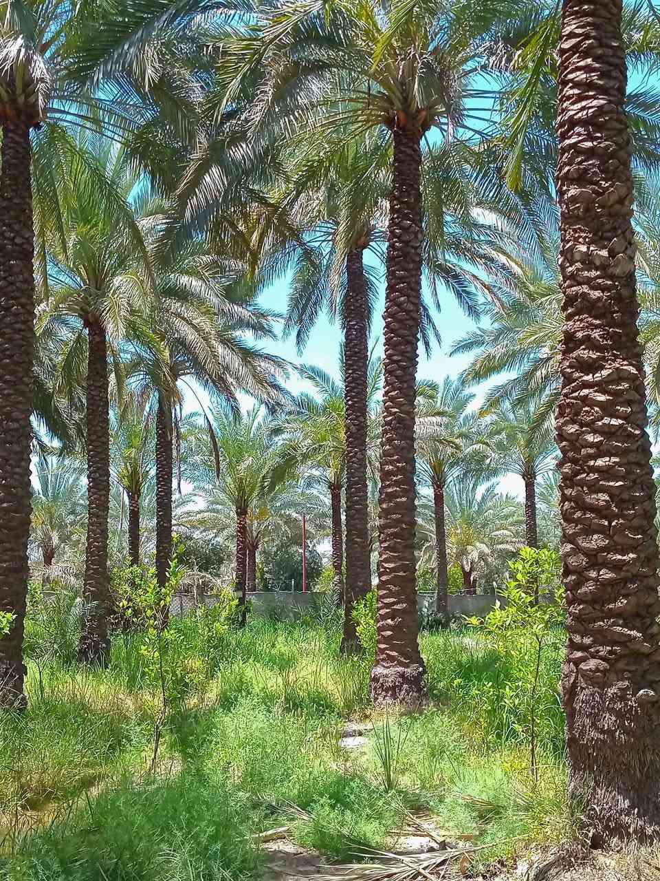 دونم ركن على شارعين كامل خدمات من كل النواحي قرب جزيرة بغداد السياحية يبعد حوالي  15 دقيقه قرب منطقة ابو دالي مدخل منطقة الدباقيه حي المهندسين
يباع اما كاملا أو نصف مشجره حمضيات نخيل أصناف متنوعه موقع ممتاز 
 سعر 230بيه مجال
دونم ركن على شارعين كامل خدمات من كل النواحي قرب جزيرة بغداد السياحية يبعد حوالي  15 دقيقه قرب منطقة ابو دالي مدخل منطقة الدباقيه حي المهندسين


**إذا كنت صاحب هذا الإعلان وتريد حذفه لأي سبب، رجاءا أرسل رسالة إلى الدعم الفني**