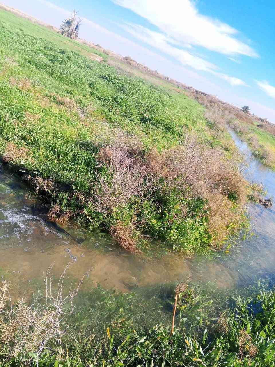 سلام عليكم كاع البيع سفحه مال حلال 20دونم ماي متوفر مكاني رفاعي على طريق ابو الماش الشراي هاذه رقمي للتواصل ***********استفسار
