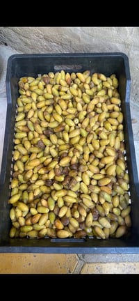رطب • تمر • رطب جملة • رطب بكميات • بيع رطب • رطب البصرة • مزارع رطب