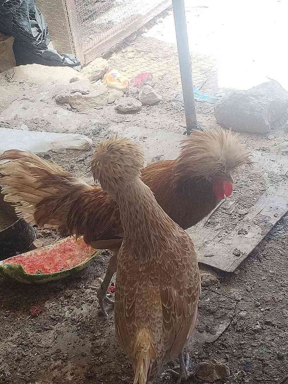 ديچ بالوني لونه احمر للبيع السعر خاص


**إذا كنت صاحب هذا الإعلان وتريد حذفه لأي سبب، رجاءا أرسل رسالة إلى الدعم الفني**