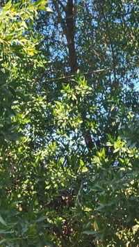 قطع اشجار • بغداد