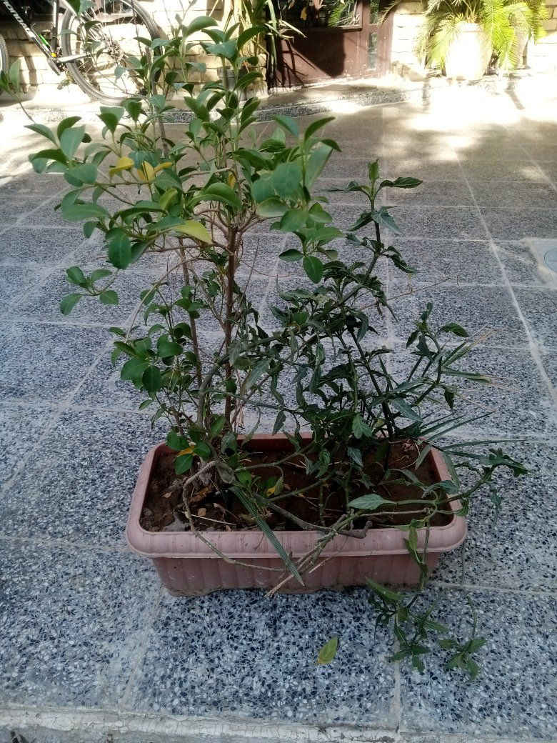 السلام عليكم متوفر زرع للبيع الوحده بخمسه مكان زعفرانيه


**إذا كنت صاحب هذا الإعلان وتريد حذفه لأي سبب، رجاءا أرسل رسالة إلى الدعم الفني**