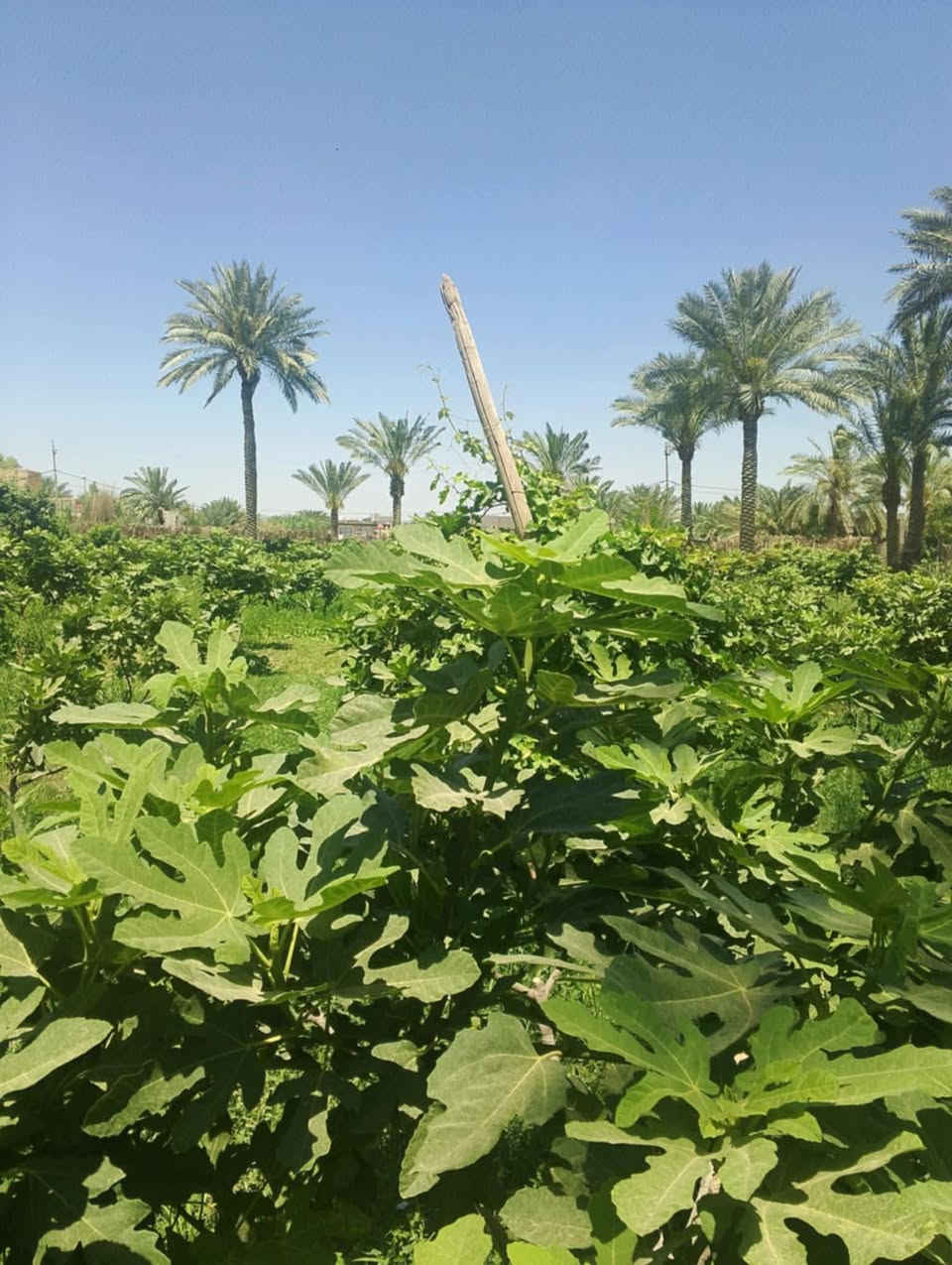 مزرعه للبيع 
مساحه دونم مسيجه من أربع جهات 
ماي وماطور خاص بيهه ع طريق السنيه مقابل الجامعه الاهليه تبعد عن الشارع 200 متر 
رقم الهاتف ***********
ماء اسأله كهرباء وكذالك ماي شط خاص بيهه
