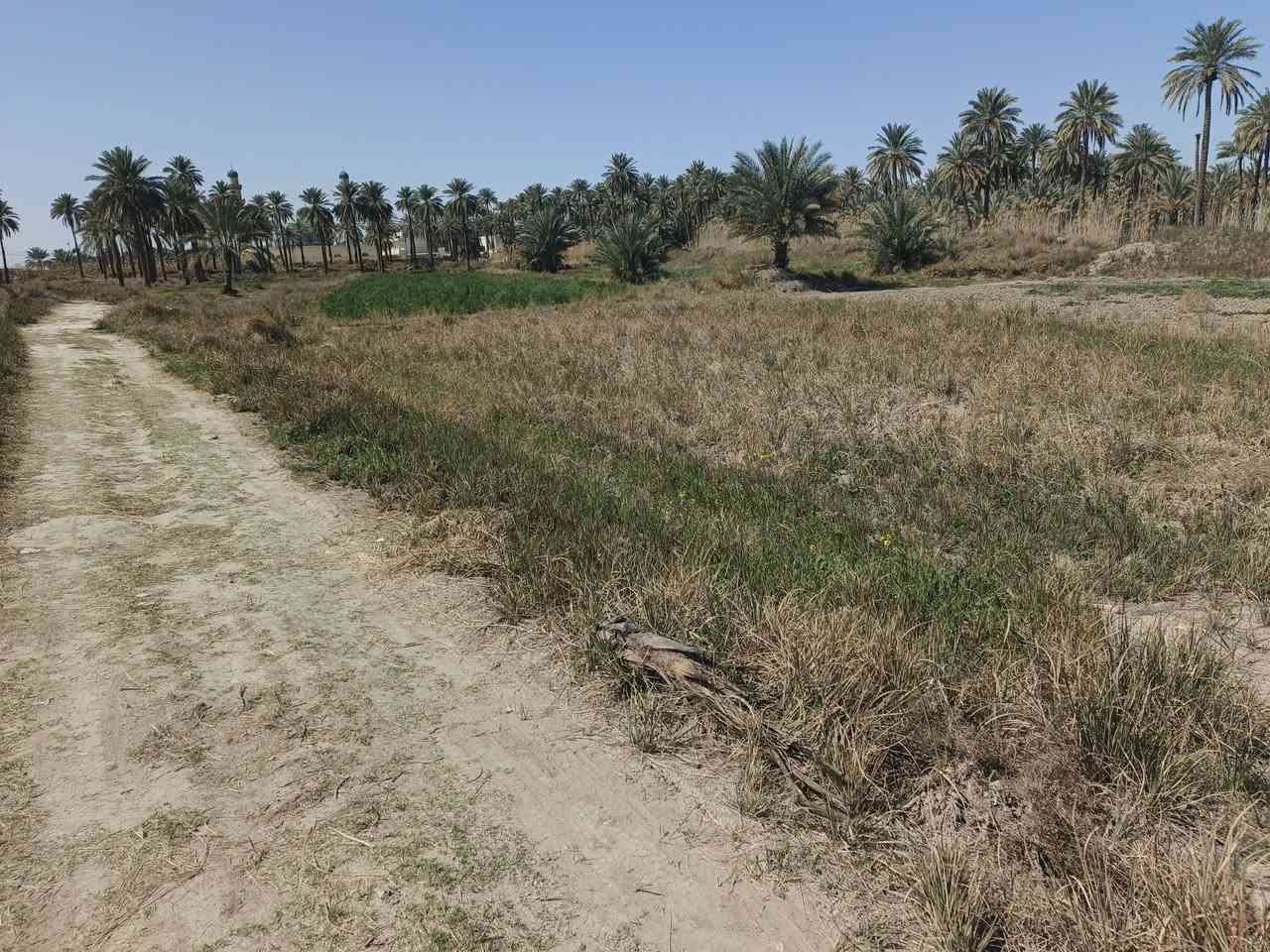 اسلام عليكم اخوان قطعه الرض لبيع دونم و400 متر طابو زراعي سند 25 
شرط التحويل 
مكان الرض قرب حسينيه سيد شاكر مكانه كلش حلوه
مثل ماشوف بل صور  تصلح سكن  او مزرعه    بسعر مناسب 
خدمات كامله استفسار اكثر او السعر اتصال ع ***********                ***********
