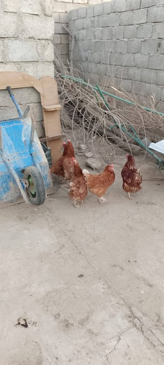 السلام عليكم دجاج احمر بياض للبيع السعر خاص او اتصل ***********خمس دجاجات 🐓
