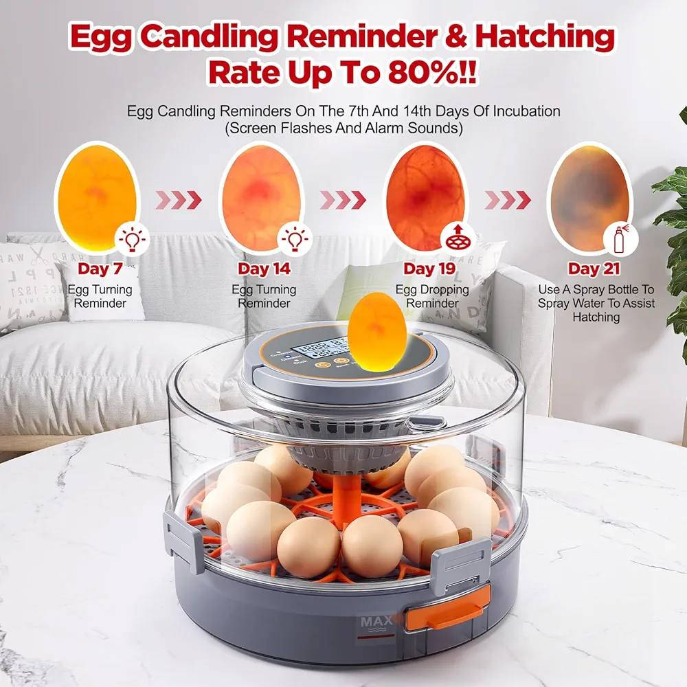 فقاسة بيض فوول اوتماتيك تفاصيل جوة بل منشور السعر 130 الف ولا تكلي ليش اقرة😉 المواصف
سعة كبيرة】 يمكنها حمل 12 بيضة دجاج/ 12 بيضة بطة/ 40 بيضة حمامة/ 40 بيضة سمان/ 8 بيضات أوزة (يلزم وجود بيض مخصب للفقس)
【5 أوضاع ذكية】مع 5 أوضاع ذكية، يتم اختيار أعلى قيمة لمعدل الفقس بعد اعتماد نتائج تجريبية متعددة لضبط معايير درجة الحرارة والرطوبة. يتم التحكم في عملية الفقس بالكامل وتعديلها بذكاء دون تدخل بشري مفرط
【تحكم تلقائي في درجة الحرارة】 تتميز الحاضنة بمعيار درجة حرارة عالية لمعدل الفقس، والذي سيزيد أو ينقص تلقائيًا إلى القيمة المثلى وفقًا لعدد أيام الحضانة وظروف الحضانة المحيطة.
【تحكم تلقائي في الرطوبة】 حدد بدقة كمية الماء المراد سحبها وفقًا لقيمة الرطوبة المطلوبة التي تحددها الحاضنة، ثم قم بتوزيعها بالتساوي على كل بيضة بواسطة المروحة؛ خزان مياه كامل بحد أقصى 1 لتر يمكنه تلبية دورة الحضانة بأكملها، مما يقضي على مشكلة إضافة الماء
【دوران البيض 760 درجة】 تقوم الحاضنة بتدوير البيض كل 90 دقيقة، ووقت الدوران 30 ثانية، وهي دائرتان كاملتان (2 × 360 درجة)، تحاكي حقًا عملية تفقيس الدجاجة
【وظيفة الذاكرة】 لن يتم إعادة ضبطها بعد انقطاع الطاقة وستحتفظ بجميع القيم قبل انقطاع الطاقة. كما أنها مجهزة بخط بطارية للطوارئ (متصل فقط بجهد الخرج 12 فولت)، والذي يمكن استخدامه لاستئناف الحضانة مباشرة بعد انقطاع الطاقة.
【حضن مدمج】 آلة واحدة بثلاث وظائف: يمكن استخدامها في العمليات الثلاث للتفقيس والفقس والحضن. عندما تفقس بنجاح، يمكن الحفاظ عليها دافئة في الحاضنة لفترة قصيرة من 10-15 يومًا


**إذا كنت صاحب هذا الإعلان وتريد حذفه لأي سبب، رجاءا أرسل رسالة إلى الدعم الفني**
