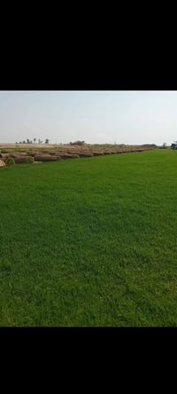 في بداية الموسم الجديد نعلن لكم بيع الثيل الهندي #درجة اولى خضار ١٠٠./...