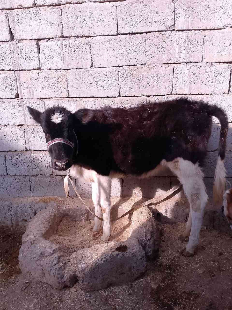 السلام عليكم للبيع حوليه جنس اصليه مالت بيت ترهم ربط وترهم جنيه السعر 830وبيها مجال قليل الاستفسار الاتصال على الرقم ***********
