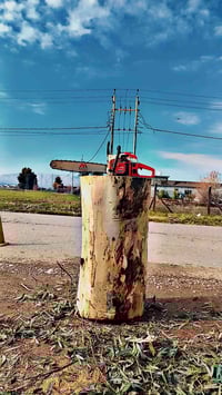 ئەم دارە بۆ قەصابەکان بۆ فرۆشتن بەرزی 120 سانتیم  پانی  70 _ 80 سانتیم...