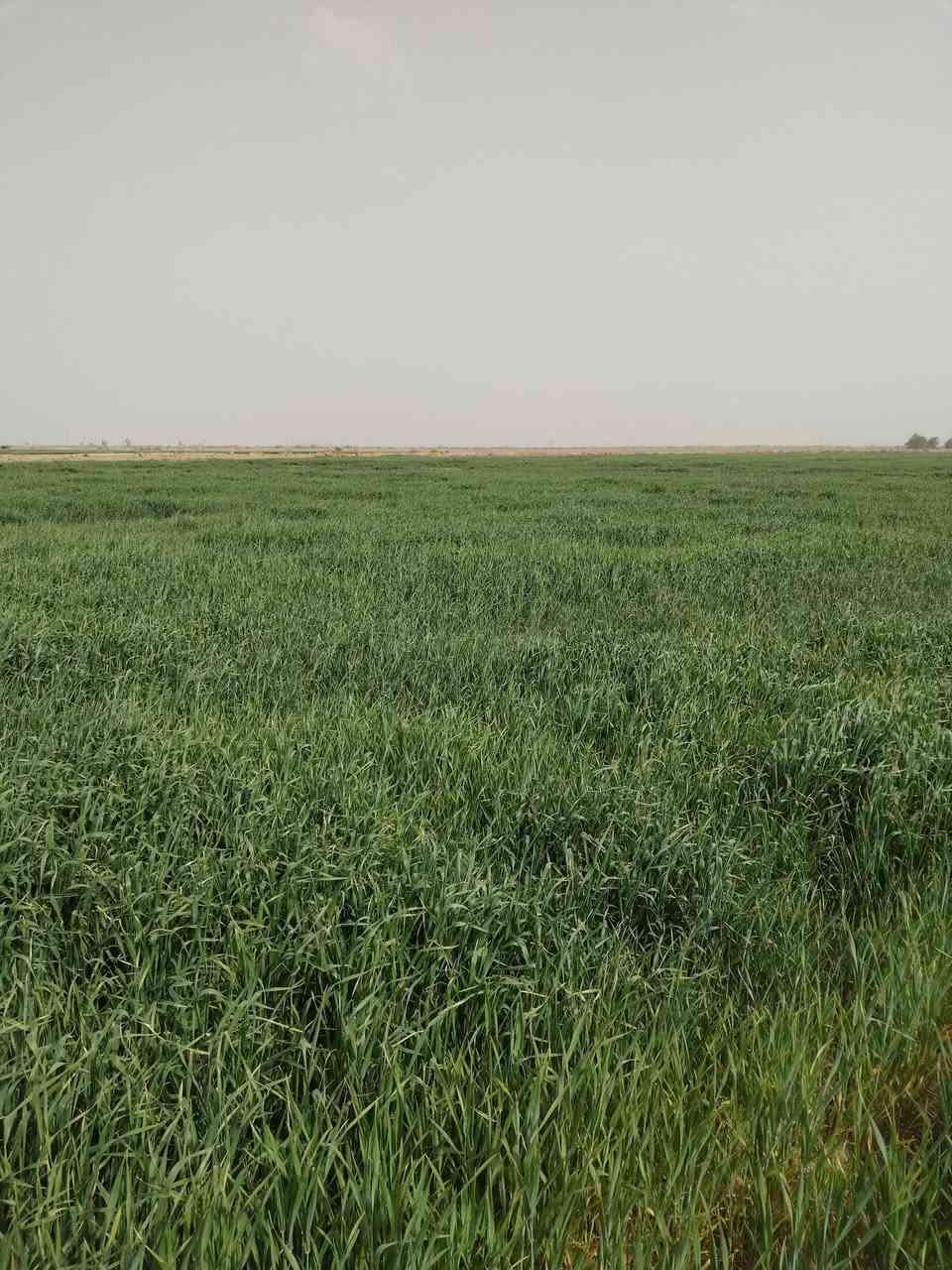 بس الله الرحمن الرحيم 
ارض زراعية للبيع مساحة 28دونم ونص   مصفرة ليزر
 اول موسم 
مزروعة محصول حنطة صنف جيهان
تُباع مع المحصول او بدون المحصول متوفر كهرباء وماء سقي للعلم الارض حاليا مزروعه على غطاسات اثنين 
موقع الارض بعد قرية النخيلة    ينزل عليها شارع ترابي 2كيلو 
الارض تُباع مع المحصول بسعر 70 مجال بسيط
وبدون المحصول بسعر 55 مجال بسيط
الاستفسار التواصل 
***********
الحاج عبدالله  الحميداوي
