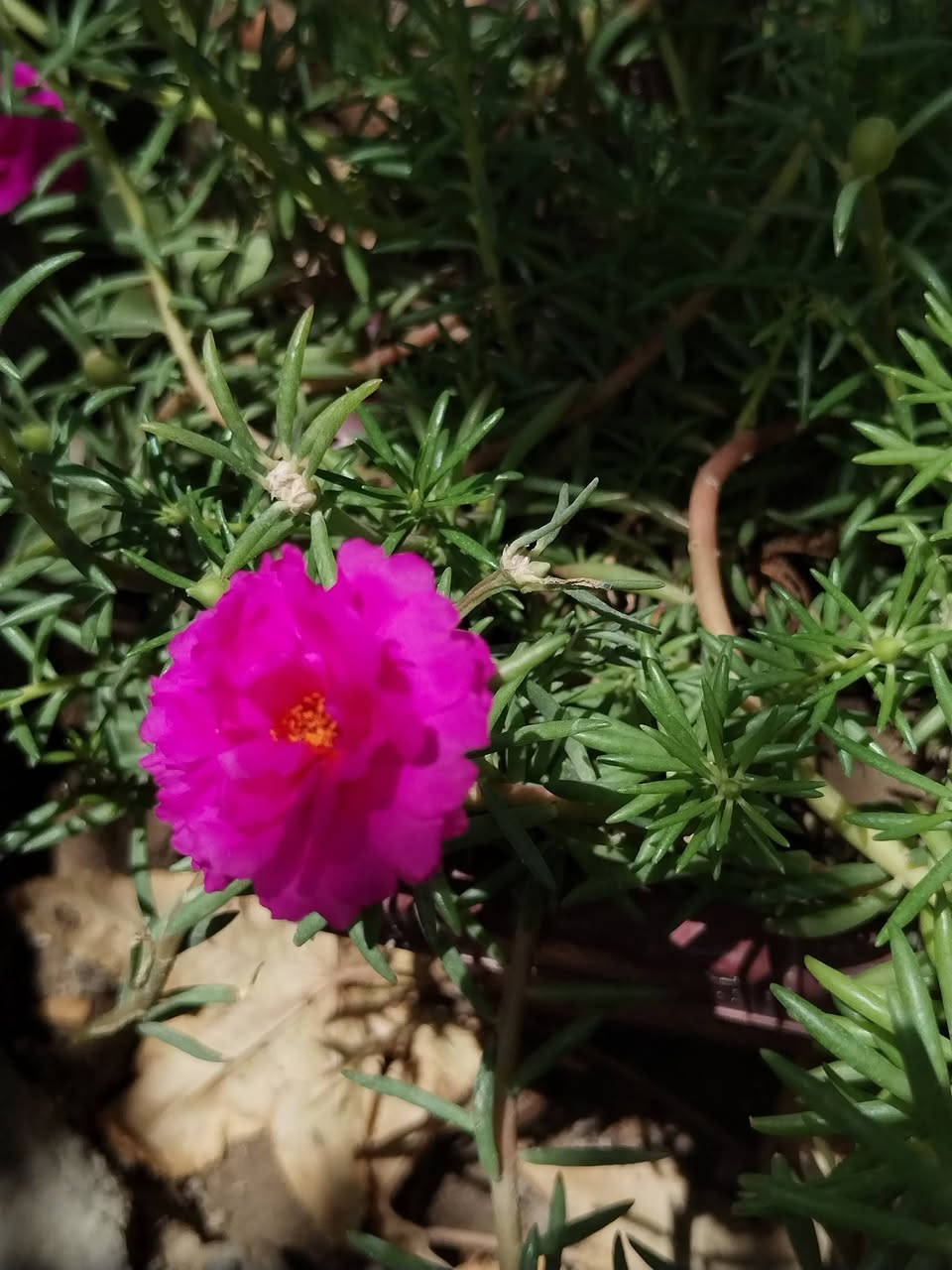 متاح لدينا شتلات نبات ورد الصباح العراقي الوان لطلب والحجز واتساب ***********
السماوه أو مراسلة الصفحه يوجد خدمة توصيل طلبات داخل السماوه ولكافة المحافظات لباب البيت أنواع البذور الاستوائية النادره
