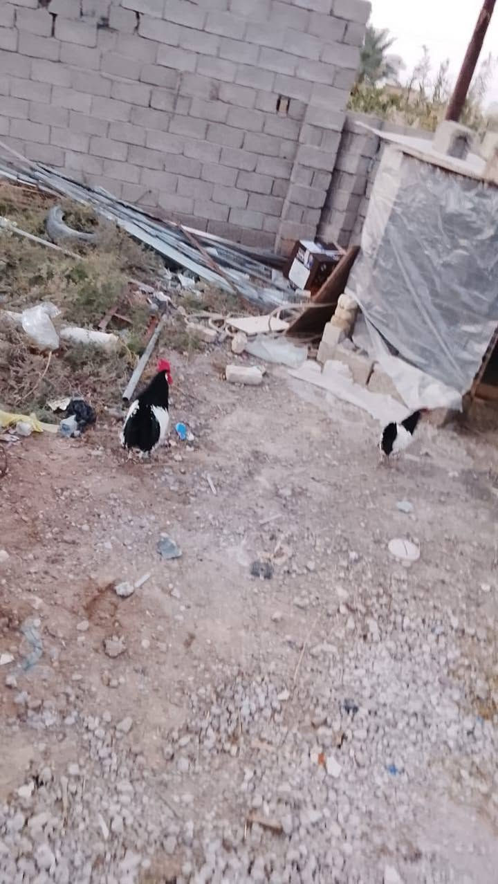 سلام عليكم عندي زوج لاكلن فلر الماني صحة فول ونقاوة فول للبيع العنوان التاجي ابو عضام الشراي يتصل ***********
