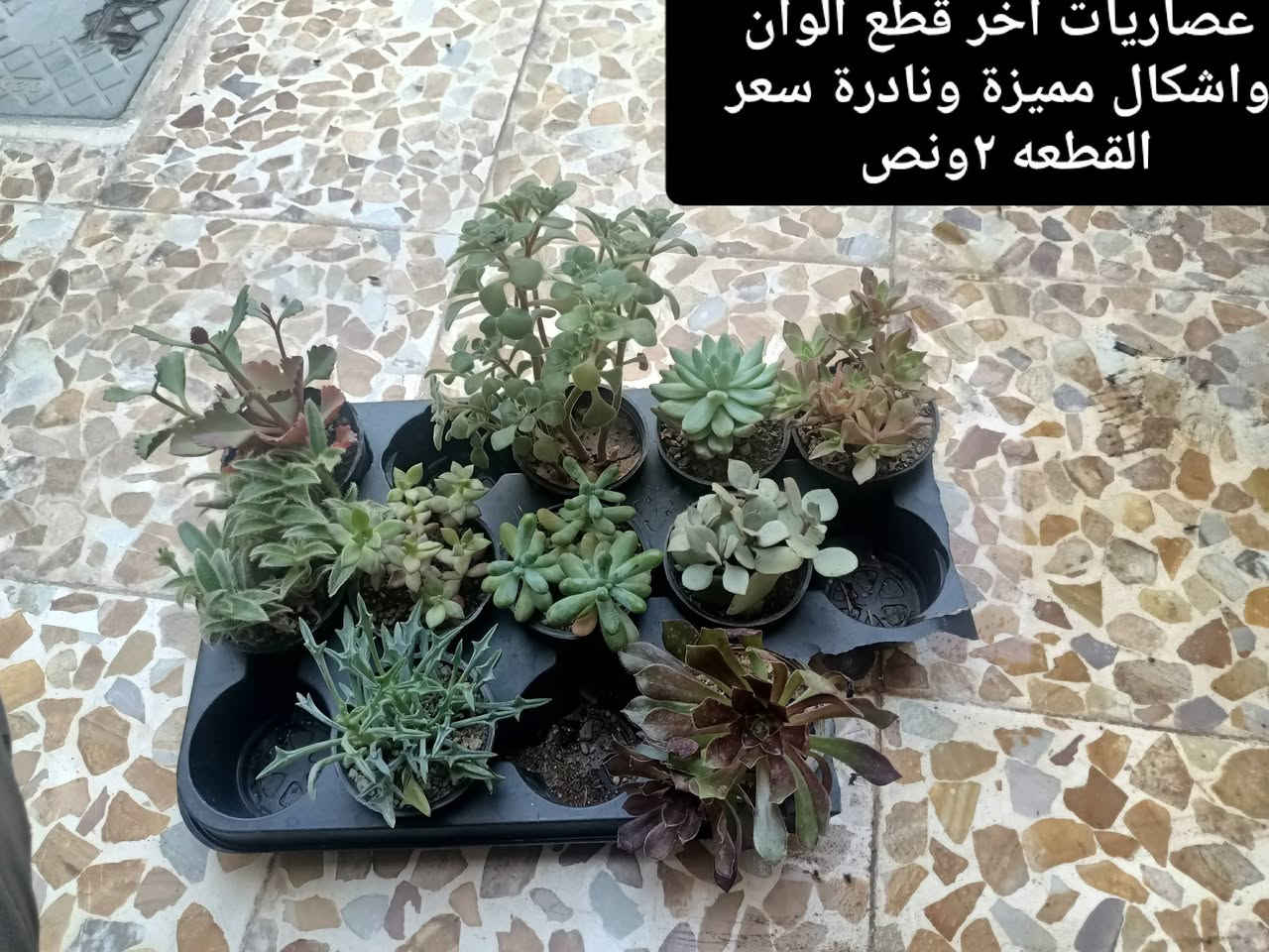 بسم الله الرحمن الرحيم
اخر ما تبقى من الوجبة وبعض النباتات الجديدة 
العنوان موصل حي السماح الثانية قرب مدرسة الامام الزهري 
يوجد لدينا توصيل ايمن أربعة ايسر ثلاثة 
للمزيد من المعلومات والتفاصيل التواصل على الخاص او اكتب تم واجيك خاص او قم بارسال طلب صداقه


**إذا كنت صاحب هذا الإعلان وتريد حذفه لأي سبب، رجاءا أرسل رسالة إلى الدعم الفني**