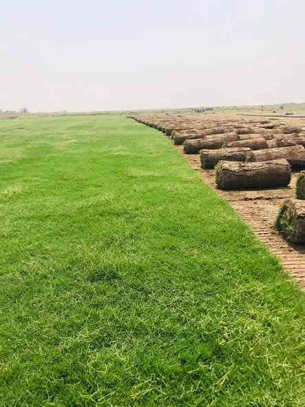 متوفر عدنا كافة انواع الثيل الطبيعي
(الامريكي – الهندي – الايطالي – الفرنسي)

كادر مختص بالتجهيز والزراعة ويخدم كل احتياجاتكم:
للمشاتل 🌴
للدوائر الحكومية 🏦
للمنازل والحدائق 🏡
وللمنتزهات والمشاريع الكبيرة 🏄

وتتوفر خدمة توصيل سريعة لكل محافظات العراق 🚕🚕

للاستفسار والتجهيز تواصلوا معنا، ونضمن لكم افضل نوعية وثيل درجة اولى وبسعر مناسب.

 ***********
***********
