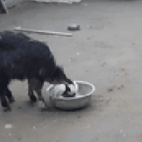 للبيع • شغلة • بيجي حي العصري