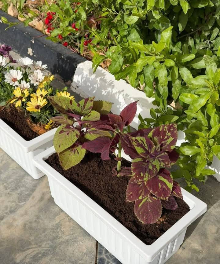 وبدأ القلب ينبض لنسائم رمضان 🌙🤍
أجمل ثلاثون يوم 🤍                                                                             "قَرَّ اللهُ عَيْنِي وَأَعْيُنَكُمْ عِوَضًا وَجَبْرًا فِي الثَّلَاثِينَ يَوْمًا الْقَادِمِينَ."🌙🌱
نبتة طبيعية في بيتك تزيده جمال ✨  
وتبعث في النفس راحة وطاقة إيجابية طول الشهر الكريم 
اختاري نبتتك وخلي أجواء رمضان أدفى وأجمل


**إذا كنت صاحب هذا الإعلان وتريد حذفه لأي سبب، رجاءا أرسل رسالة إلى الدعم الفني**