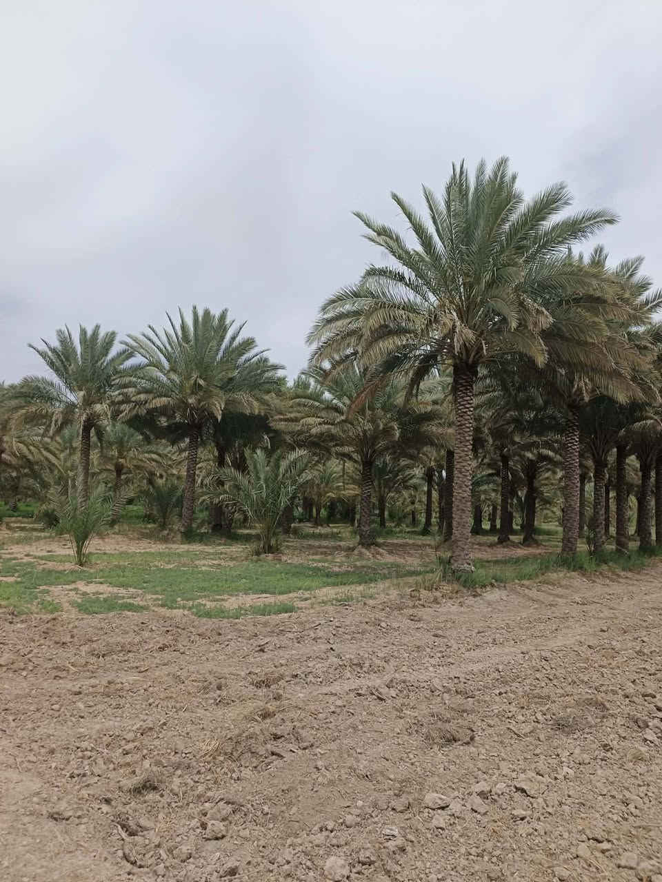 بستان للبيع المساحة 3 ارباع الدونم  الواجهة 20 متر طابو زراعي سند 25 تحويل مباشر بأسم المشتري بيهه نخل انواع
 (زهدي- خستاوي- خضراوي-دگل)
عدد 40 نخلة 🌴🌴🌴
خدمات مي كهرباء شارع تبليط 
السعر 110 مليون وبيهة مجال شوية العنون كربلاء الحسينية

 للأستفسار مراجعة الصفحة


**إذا كنت صاحب هذا الإعلان وتريد حذفه لأي سبب، رجاءا أرسل رسالة إلى الدعم الفني**
