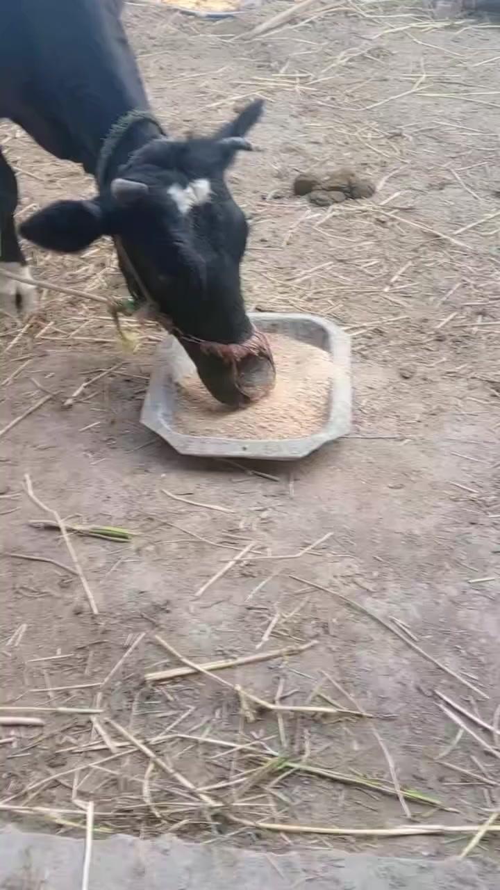 علف خليط حيواني ابقار جاموس اغنام والسعر360 الف واصل للكميات من 5 طن او اكثر  اتصل *********** موجود في بغداد واتساب موجود
