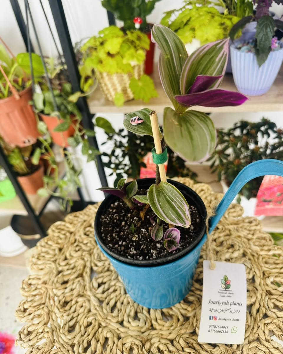 اختر لونك المفضل  ب٥٠٠٠ بس 💛❤️🩵💚🤍
النبات مع السندان  كامل 
سارعو  بالحجز القطع محدودة  🏃
🚚 توصيل فقط 
والتوصيل مجاني للكندي

#Jouriyyah_plants #نباتات #موصل #ديكور #زراعية #استشارات #هدايا #فايتر #سمك #احواض


**إذا كنت صاحب هذا الإعلان وتريد حذفه لأي سبب، رجاءا أرسل رسالة إلى الدعم الفني**