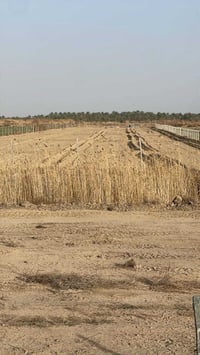 للبيع _ للبيع   5 دوانم طابو سند25 واجهه 60 متر محددة   ومثبته وفيها ج...