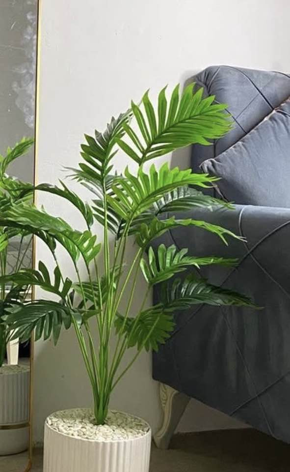 اشجار السايكس يتوفر خدمه توصيل 🚚


**إذا كنت صاحب هذا الإعلان وتريد حذفه لأي سبب، رجاءا أرسل رسالة إلى الدعم الفني**