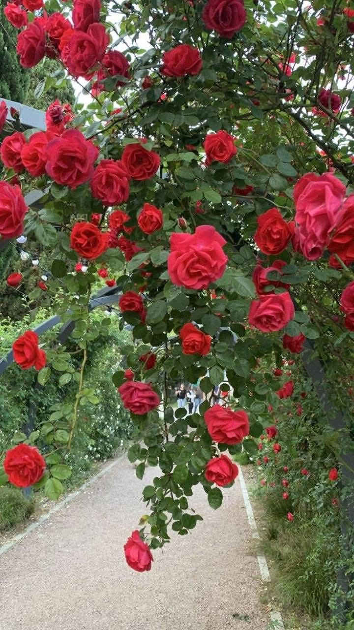 مشتل نباتات نادرة 🌿🌿
توفرت شتلات الجوري المتسلق المعطر (محمدي) 🌷

📏 الارتفاع: متر وأكثر
💰 السعر: 15 ألف
🚚 التوصيل: متوفر لبغداد والمحافظات

🌱 المواصفات:
ورد جوري متسلق واسمه العلمي Rosa Damascena 🌷

🌹 اللون: أحمر
يتميز بأزهاره الجميلة وعطره قوي جداً ومميز غير عن باقي الأنواع 🌿
يُستخرج منه زيت الورد المستخدم في أفخم العطور 🌷
يزهر في الربيع والخريف ويعطي شكل جذاب جداً للحديقة 🌿

🔥 التحمل:
نبات عراقي متحمل للحرارة ومجرب بأجواء العراق القاسية 🌞
مو مثل المستورد الإيراني — هذا يتحمل وما يموت بالحر 🌿

🌿 الفوائد:
يعطي منظر راقي للحدائق 🌷
مناسب للتسلق على الجدران والأسوار 🌿

أزهاره تبقى فترة طويلة بعد القطف 🌷
رائحته قوية وفواحة تعطر المكان بالكامل 🌿

📞 للحجز والاستفسار: ***********
🌿 مشتل نباتات نادرة — نوفر لكم الأفضل دائماً
