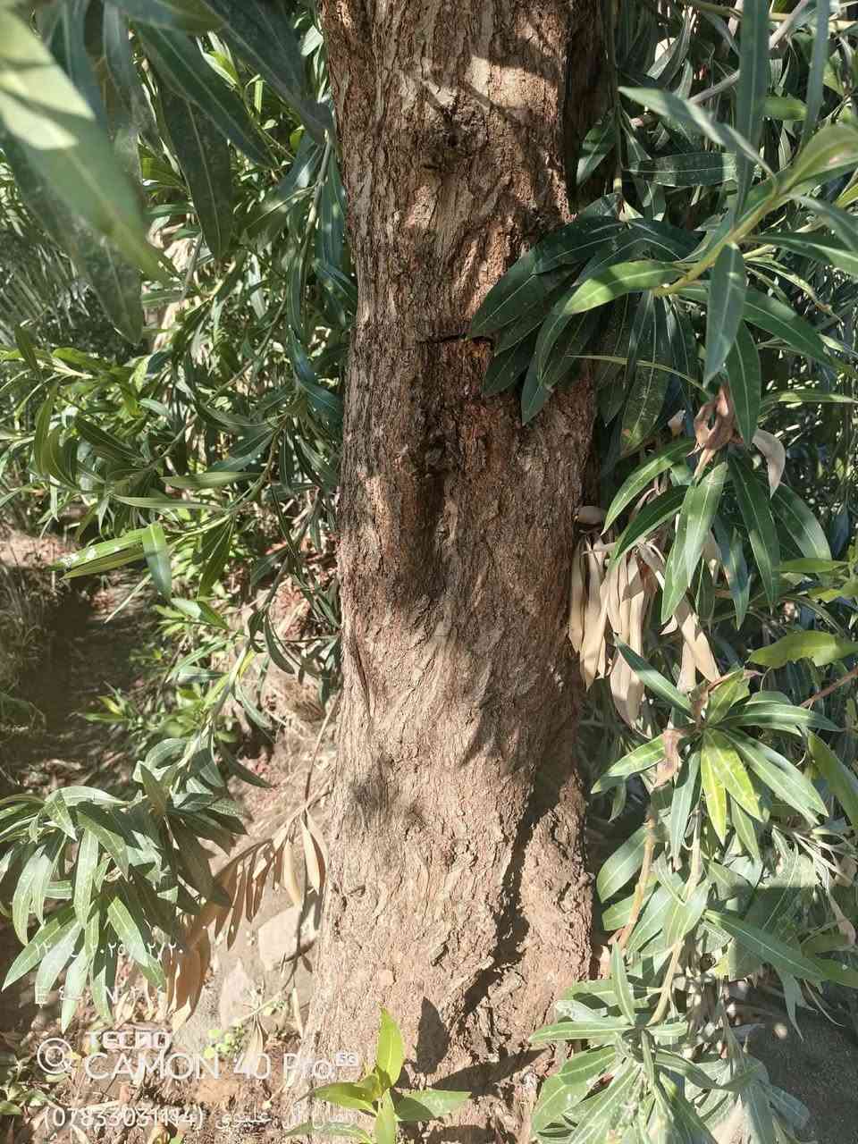 سلام وعليكم. اشتري جميع الشجار  شعدك من شجر اشتري مكصوص.    ما مكصوص  نبك  كاربس اثل كالبتوز غرب.   بس رمشلي وخابرك 

***********
