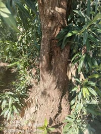 سلام وعليكم. اشتري جميع الشجار  شعدك من شجر اشتري مكصوص.    ما مكصوص  ...