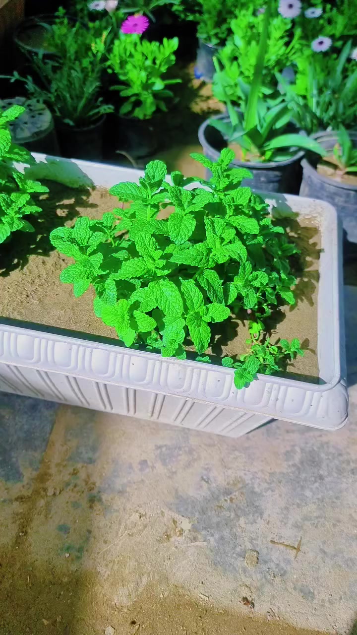 سندانه نعناع


**إذا كنت صاحب هذا الإعلان وتريد حذفه لأي سبب، رجاءا أرسل رسالة إلى الدعم الفني**