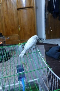 عرض للبيع طائر لونه أبيض جميل داخل قفص مريح ومرتّب. مناسب لهواة تربية ...