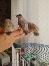 بلابل • زوج • للبيع