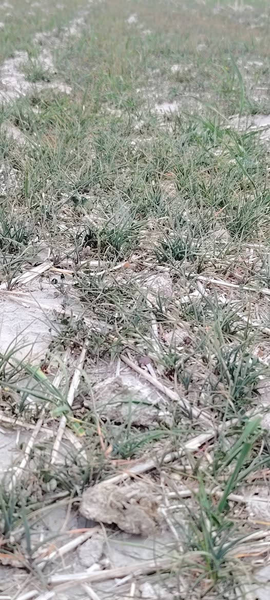 سلام عليكم شروه بور للبيع ٥٠ دونم تصال على الرقم  ***********
