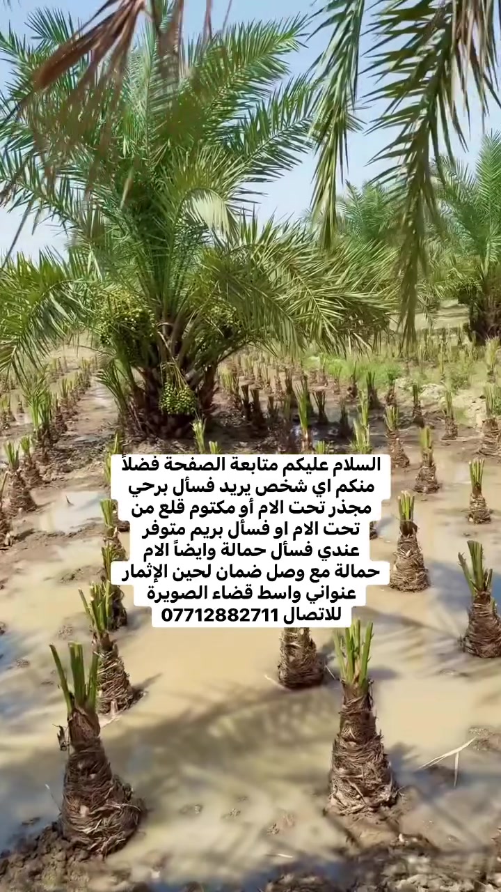 السلام عليكم متابعة الصفحة فضلاً منكم اي شخص يريد فسأل برحي مجذر تحت الام أو مكتوم قلع من تحت الام او فسأل بريم متوفر عندي فسأل حمالة وايضاً الام حمالة مع وصل ضمان لحين الإثمار عنواني واسط قضاء الصويرة للاتصال ***********
