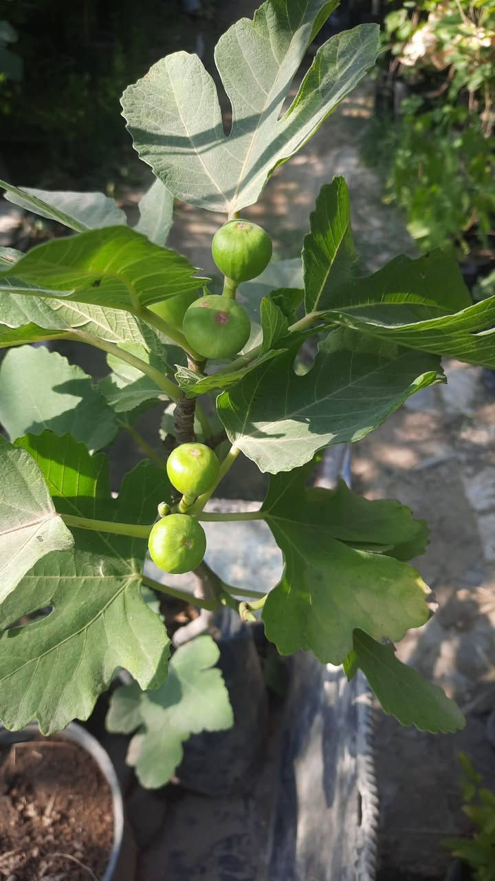 🌿✨ إعلان من مشتل الشاهين الزراعي ✨🌿

تتوفر الآن شتلات التين المميزة: 🍈 تين العبيد السعودي
🍈 تين البراون التركي

شتلات قوية ومختارة بعناية 🌱
مناسبة للزراعة المنزلية والحدائق والإثمار الممتاز بإذن الله 🌞

🔥 والقادم أجمل... قريباً ستتوفر أصناف جديدة ومميزة ونادرة من التين لمحبي التميز وهواة جمع الأصناف 🌿🍈

📍 العنوان: بغداد – الدورة – الشارع المقابل لعلوة الرشيد قرب شركة دجلة للمشروبات الغازية خلف منطقة أبو دشير
📞 الهاتف / واتساب: ***********

🌱 مشتل الشاهين الزراعي — وجهتكم لكل ما هو مميز في عالم النباتات والأشجار 🌱
