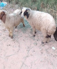فحل الزوج • طوريج