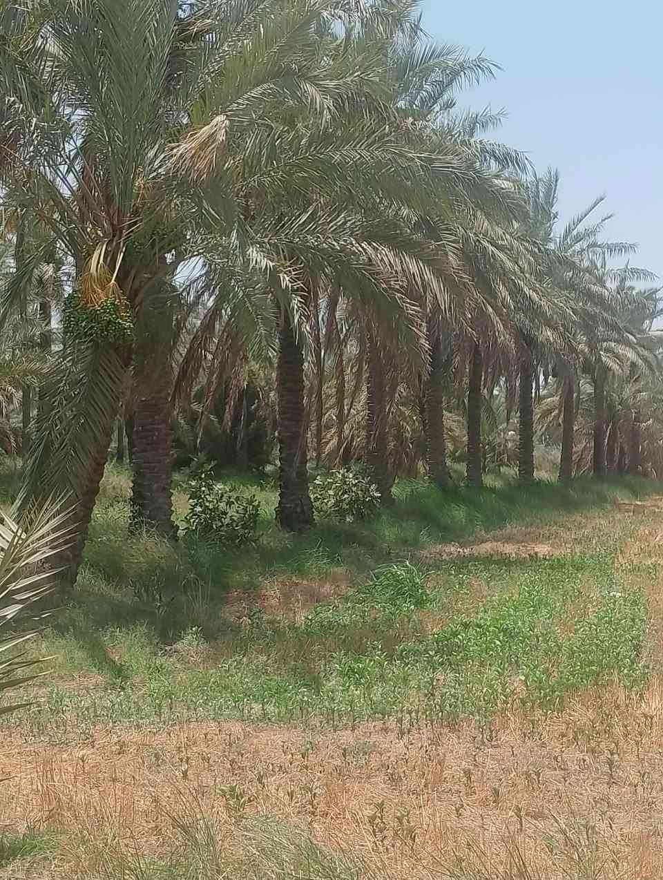 السلام عليكم ارض زراعية للبيع 3 دونم ونص صالحه للزراعة وللسكن متوفير بيها مي رساله وكهرباء وتبليط ذابين سبيس مخطط وكامل عليها موقعها المحاويل بين ابو سديره ومنطقة دويليبة طريق يؤدي الى حي ابو سديره وطريق يودي على منطقة دويليبة....
***********
***********
