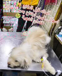 كلبة ترير • التهاب الأمعاء • العيادة البيطرية